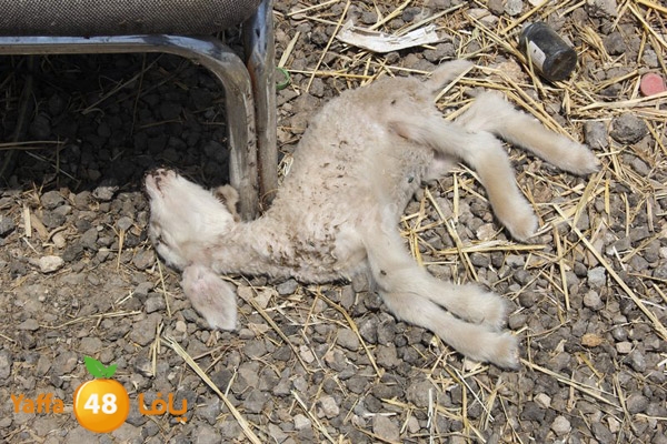 abo selmeiy 0528 (42).JPG